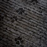 Detail of active footsteps on floor